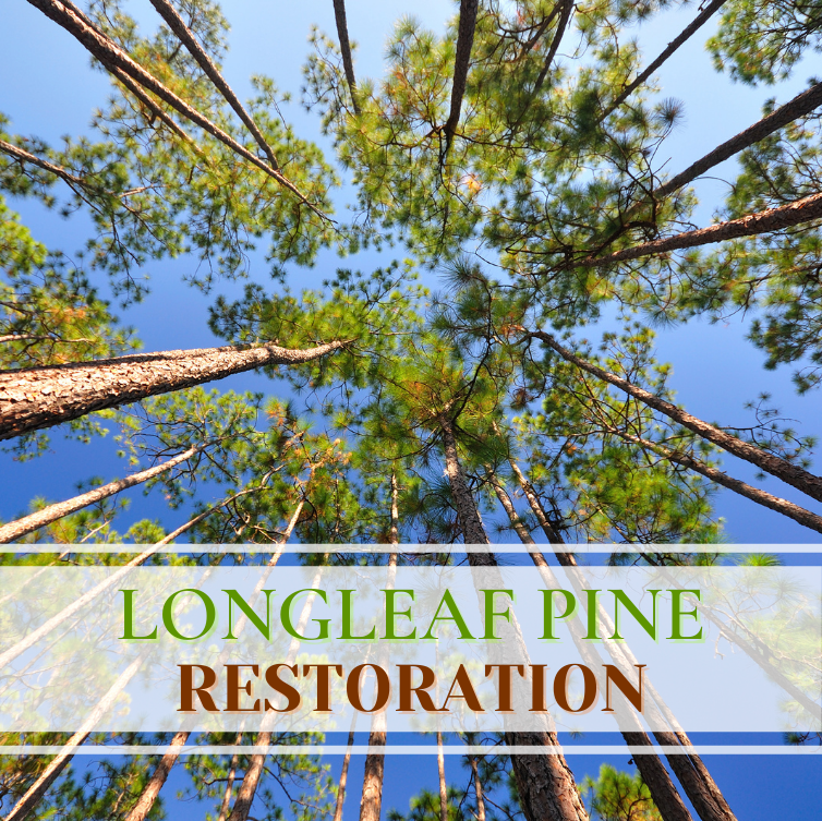 Grants are available to landowners in East Texas to help restore longleaf pine forests